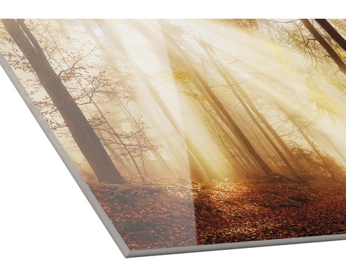 Acrylglasbild mit einem Wald im Herbst und Sonnenstrahlen