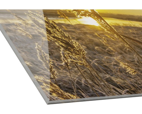 Image en verre acrylique avec des herbes et un lever de soleil