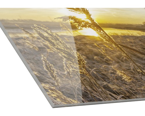 Image en verre acrylique avec des roseaux à contre-jour