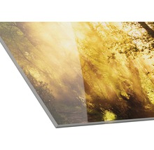 Acrylglasbild mit Waldmotiv und Sonneneinstrahlung