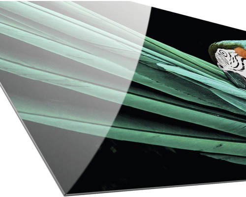 Image en verre acrylique avec motif d''ara