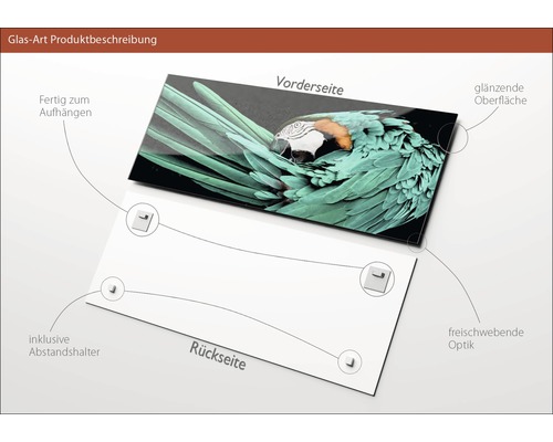 Glasbild mit Papageienmotiv, inklusive Abstandshalter, glänzende Oberfläche