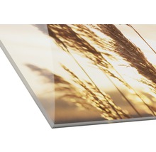 Glasbild Water Grass Sunset 30x30 cm