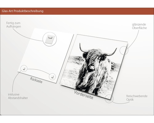 Glasbild mit Hochlandrind Motiv, inklusive Aufhängevorrichtung und Abstandshalter