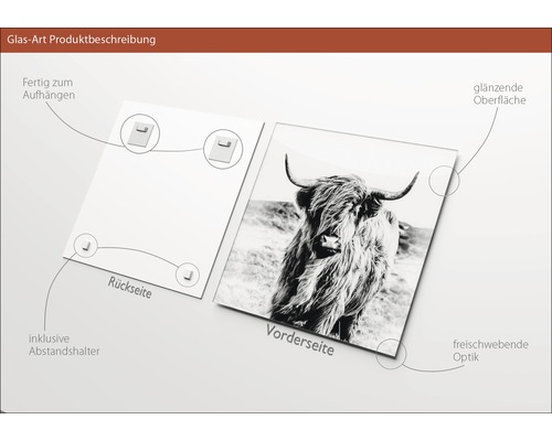 Glasbild Produktbeschreibung: Rückseite mit Aufhängung und Abstandshalter, Vorderseite mit Hochlandrind, glänzende Oberfläche, freischwebende Optik