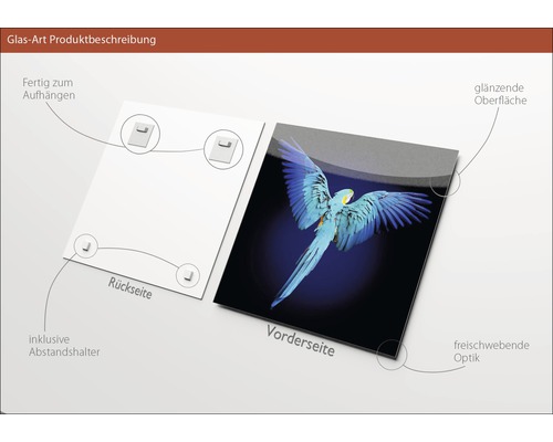 Glasbild mit Papageienmotiv, inklusive Abstandshalter und Aufhängvorrichtung