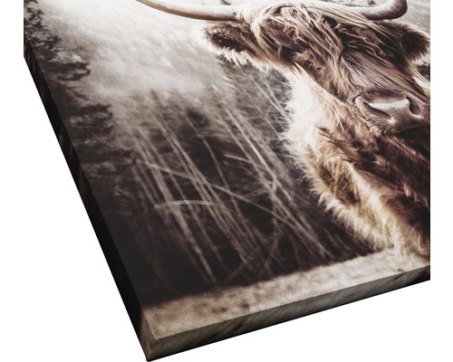 Leinwandbild eines schottischen Hochlandrindes