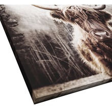 Giclée Leinwandbild Scottish Highland Cattle l 80x80 cm