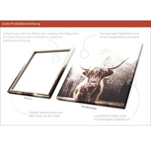 Giclée Leinwandbild Scottish Highland Cattle l 80x80 cm