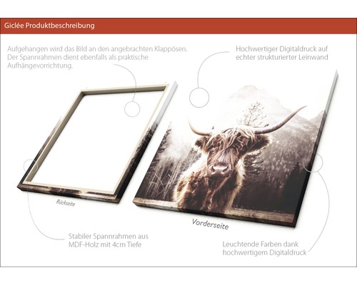 Leinwandbild mit schottischem Hochlandrind im Querformat, Rückseite und Vorderseite