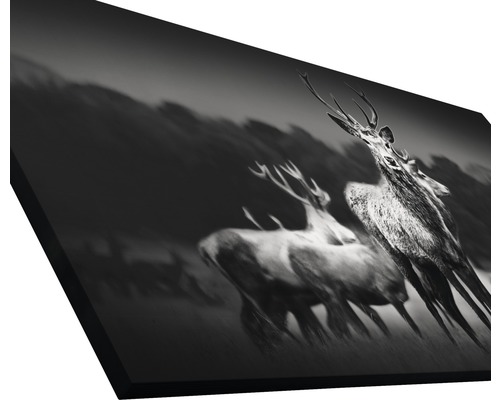 Schwarz-Weiß-Druck mit einer Herde Hirsche