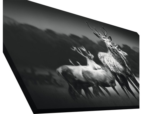 Tableau sur toile avec une image de cerfs