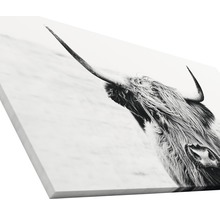 Giclée Leinwandbild Scott Highland Cattle II 50x100