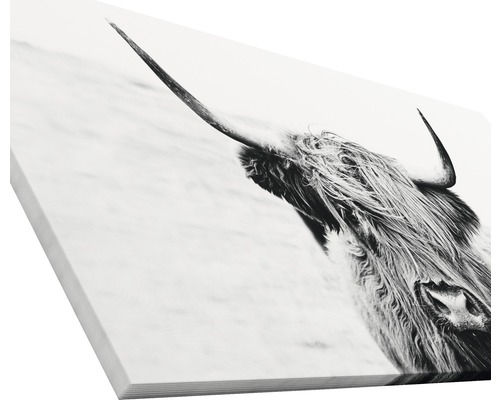 Leinwandbild mit schottischem Hochlandrind