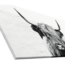 Giclée Leinwandbild Scott Highland Cattle II 60x120