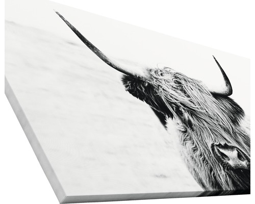 Leinwandbild mit Schwarzweißfotografie eines schottischen Hochlandrindes