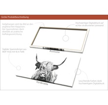 Giclée Leinwandbild Scott Highland Cattle II 60x120