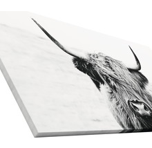 Giclée Leinwandbild Scott Highland Cattle II 100x200