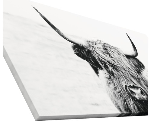 Schwarzweiß-Leinwanddruck eines schottischen Hochlandrindes mit Hörnern