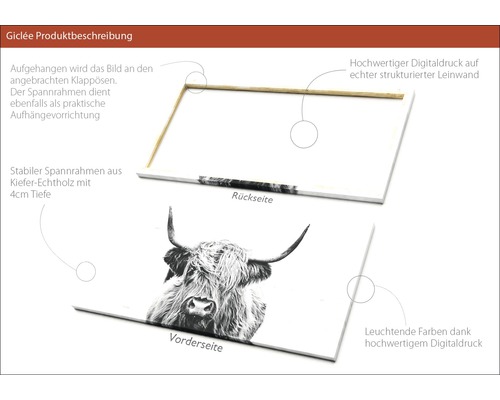 Leinwandbild mit Abbildung eines schottischen Hochlandrindes und einem Keilrahmen aus Kiefernholz