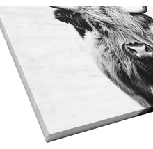 Giclée Leinwandbild Scott Highland Cattle II 100x100