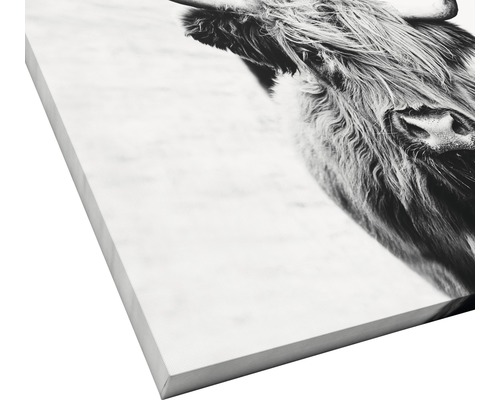 Nahaufnahme eines Highland Rinds auf Leinwand