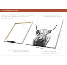 Giclée Leinwandbild Scott Highland Cattle II 100x100