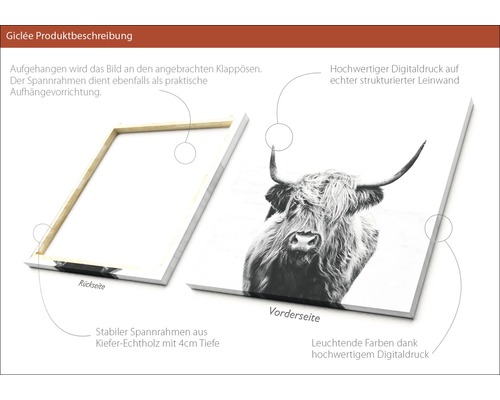 Detailansicht Leinwandbild mit Highlandrind Motiv, Keilrahmen aus Kiefernholz