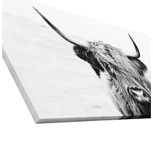 Giclée Leinwandbild Scott Highland Cattle II 80x160