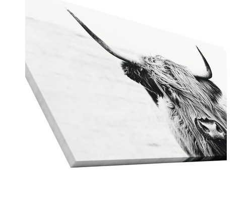 Schwarzweiß-Fotografie eines schottischen Hochlandrindes auf Leinwand