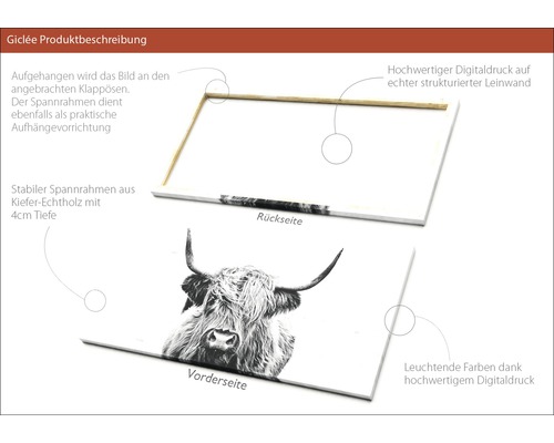 Leinwandbild mit Highland Kuh Motiv, Rückseite mit Spannrahmen aus Kiefernholz und Aufhängevorrichtung