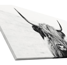 Giclée Leinwandbild Scott Highland Cattle II 90x180