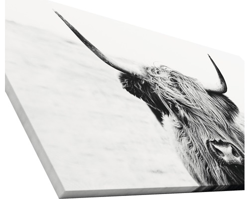 Leinwandbild eines schottischen Hochlandrindes