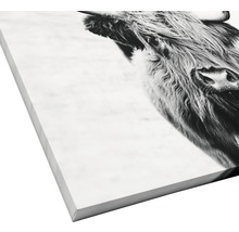 Giclée Leinwandbild Scott Highland Cattle II 80x80 cm