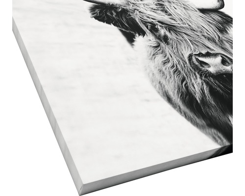 Nahaufnahme eines Highlandrindes auf Leinwand