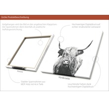 Giclée Leinwandbild Scott Highland Cattle II 80x80 cm