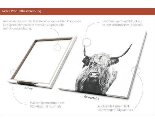 Digitaldruck auf Leinwand mit Rahmen aus MDF Holz, Motiv schottisches Hochlandrind