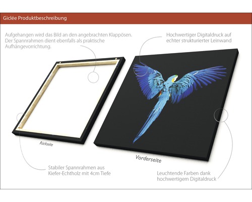 Giclée Kunstdruck auf Leinwand mit einem Motiv eines blauen Papageis, Rückseite mit Holzrahmen.