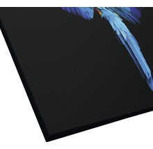 Giclée Leinwandbild Blue Parrot 80x80 cm