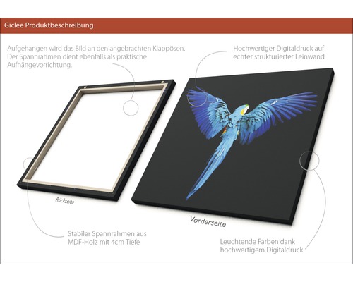 Illustration eines Leinwandbildes mit Papageienmotiv und MDF Rahmen