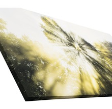 Leinwanddruck mit Waldmotiv und Sonneneinstrahlung