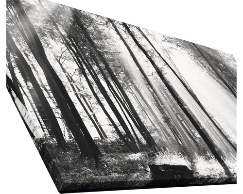 Toile photo en noir et blanc avec motif de forêt
