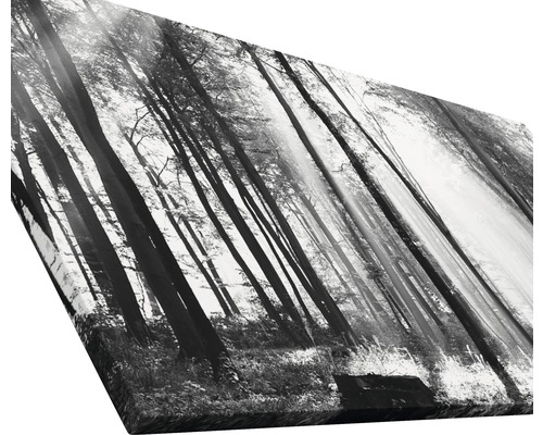 Photographie en noir et blanc d''une forêt sur toile