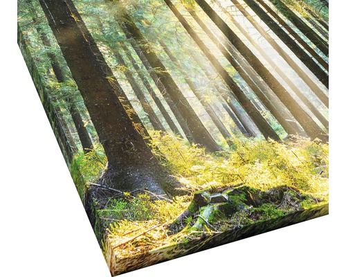 Leinwandbild eines Waldes mit Sonnenlicht