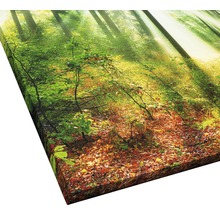 Leinwanddruck mit Waldmotiv