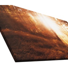 Giclée Leinwandbild Autumn forest III 50x100 cm