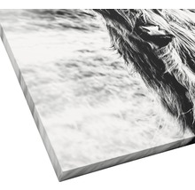 Giclée Leinwandbild Highland Cattle 100x100 cm