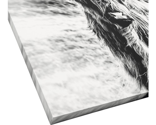 Leinwanddruck mit Highlandrind-Motiv