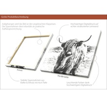 Giclée Leinwandbild Highland Cattle 100x100 cm