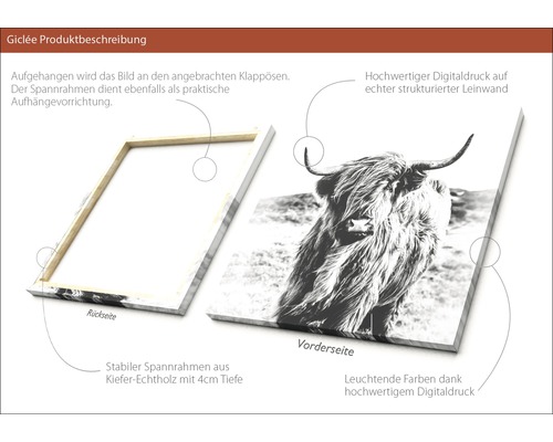 Detailansicht eines Leinwandbildes mit einem schottischen Hochlandrind, das die Rückseite mit dem Holzrahmen und die Vorderseite zeigt